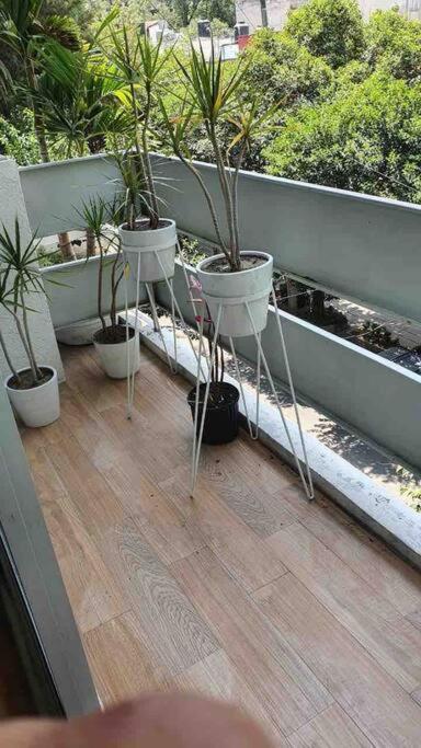 Cozy Apartment In Condesa'S Heart ! Meksika Dış mekan fotoğraf